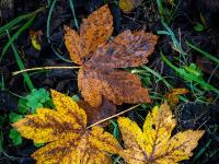 Ahornblatt Trio in gelb und braun